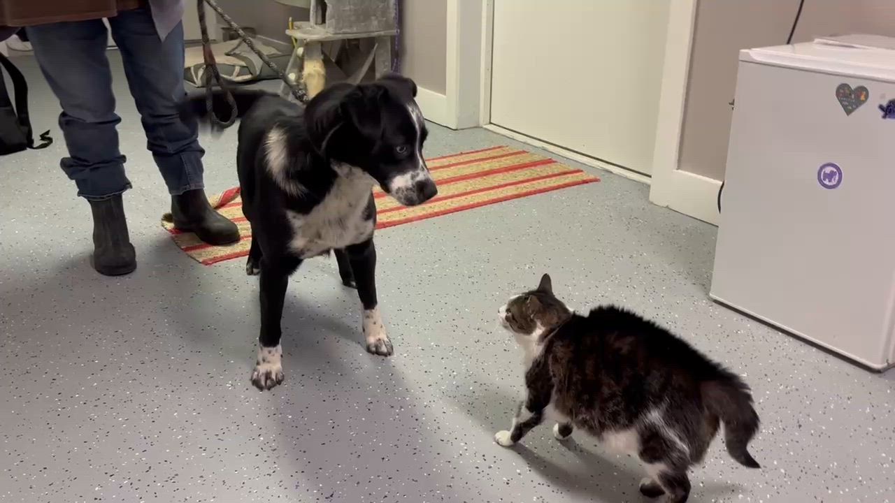 Enlarge Ceedee, a Adoptable mixed breed in Irwin, PA video 6/6