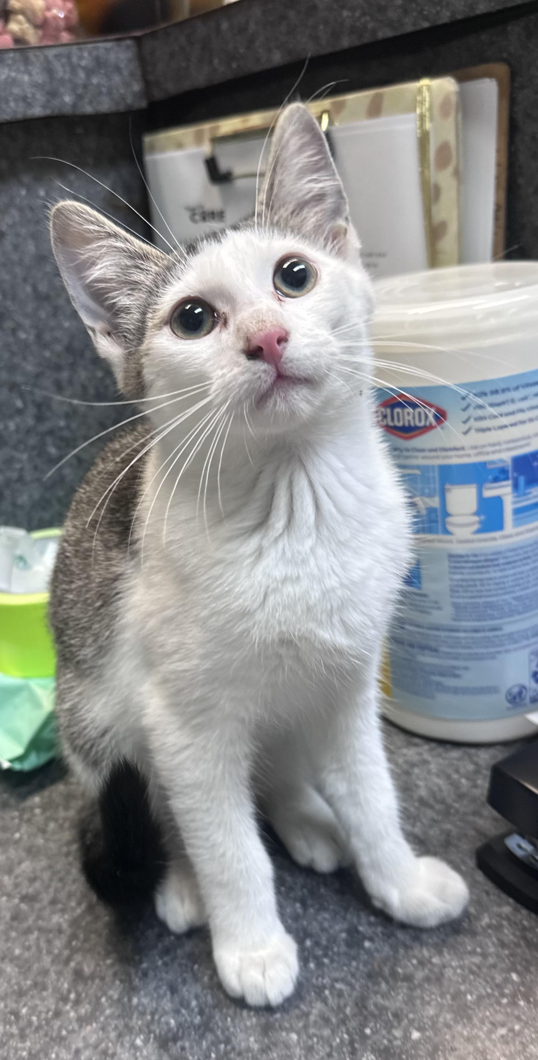 Lita, an adopted Domestic Short Hair in Dyersburg, TN image 2/2