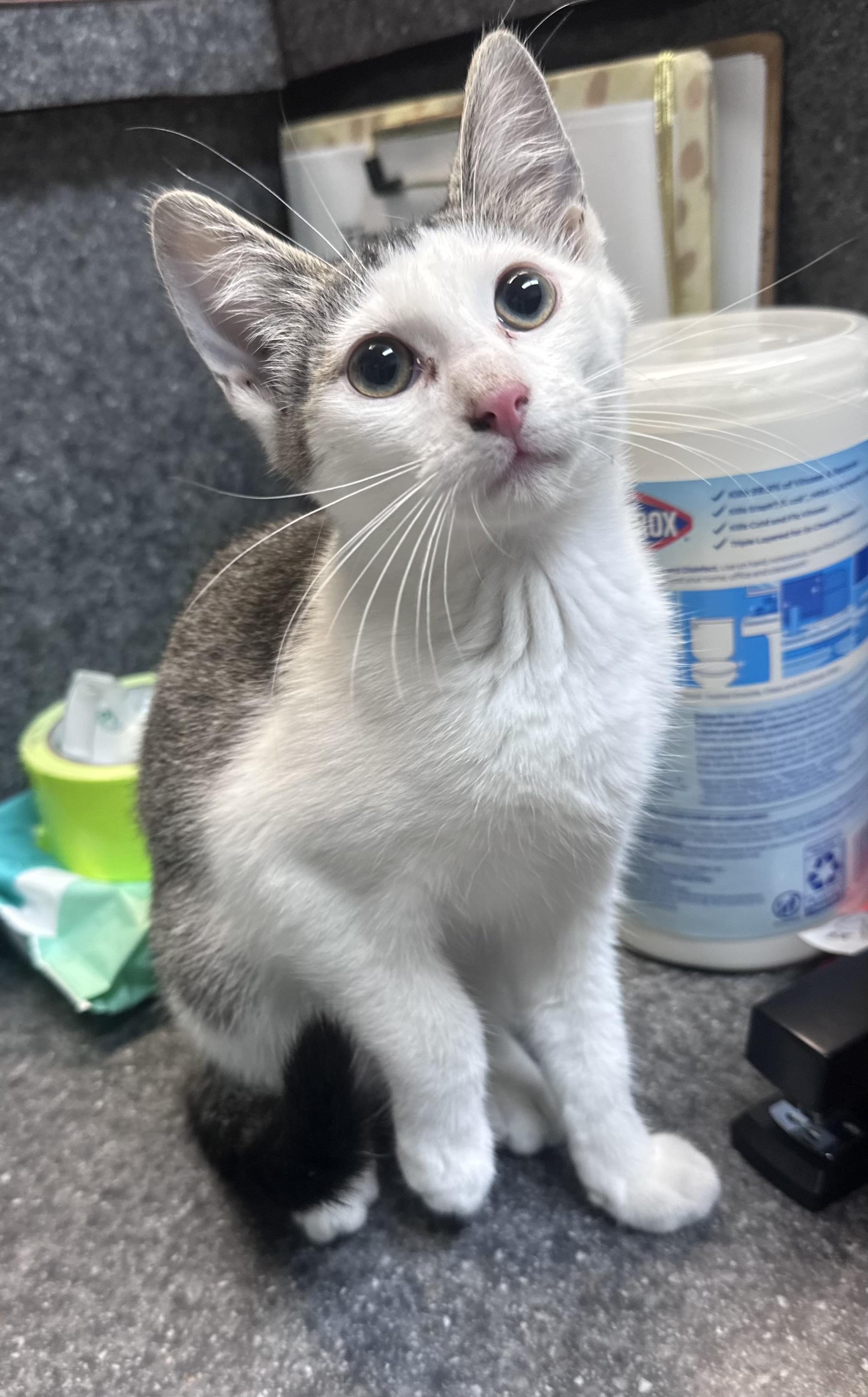 Lita, adopted, Young Female Domestic Short Hair.