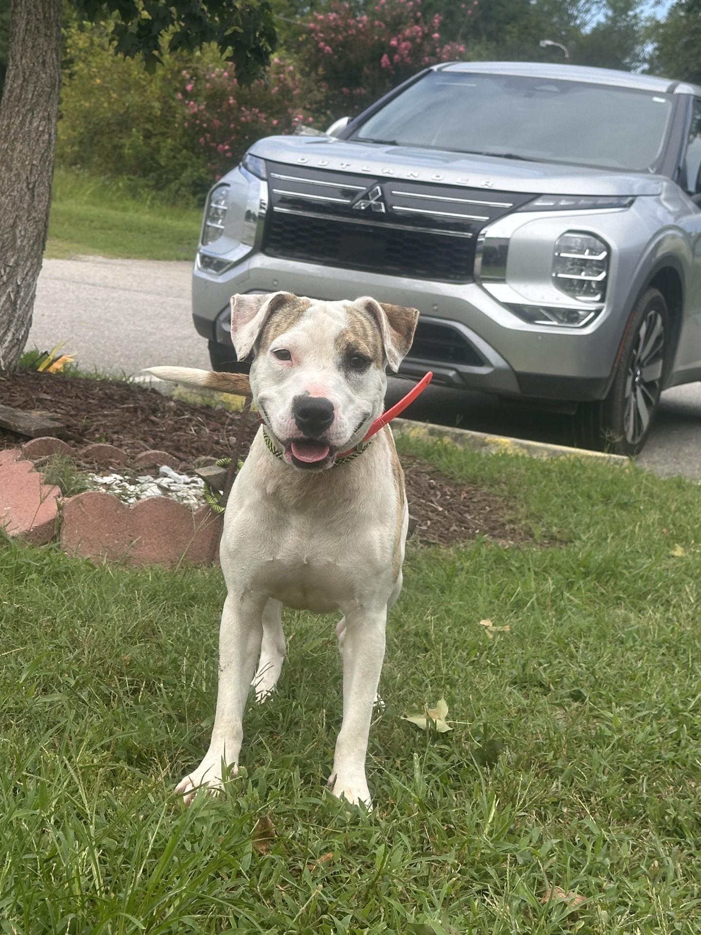 Enlarge Reign, a ADOPTABLE mixed breed in Orangeburg, SC image 1/2