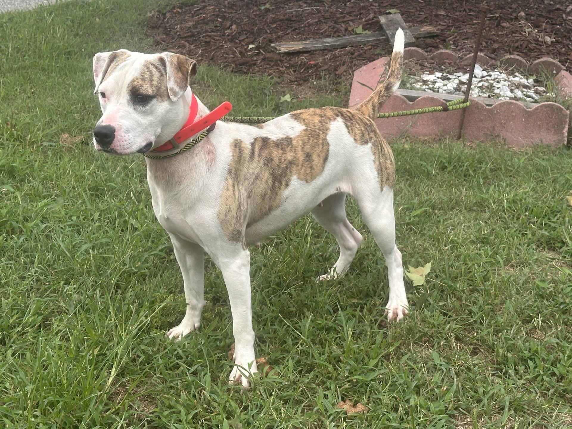 Enlarge Reign, a ADOPTABLE mixed breed in Orangeburg, SC image 2/2