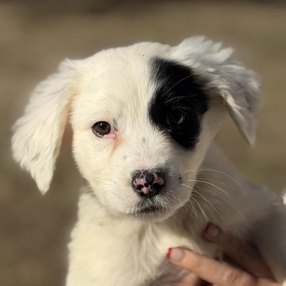Red, Adoptable, Puppy Male Labrador Retriever.