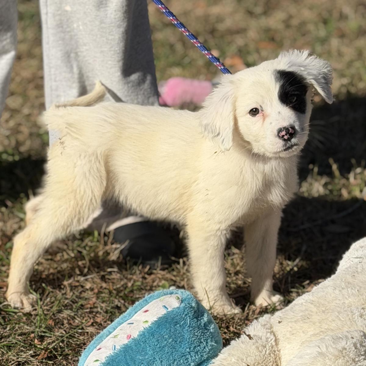 Enlarge Red, a Adoptable Labrador Retriever in Locust Fork, AL image 2/3