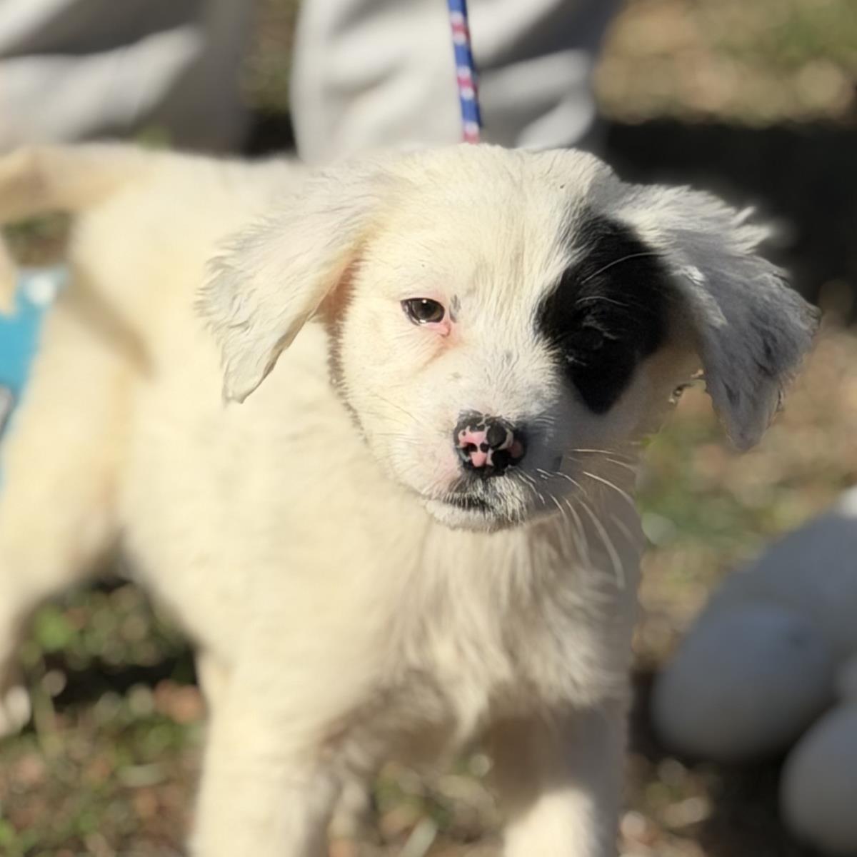 Enlarge Red, a Adoptable Labrador Retriever in Locust Fork, AL image 3/3