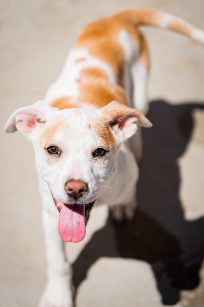Zestial, Adoptable, Puppy Female Australian Cattle Dog / Blue Heeler & Labrador Retriever.