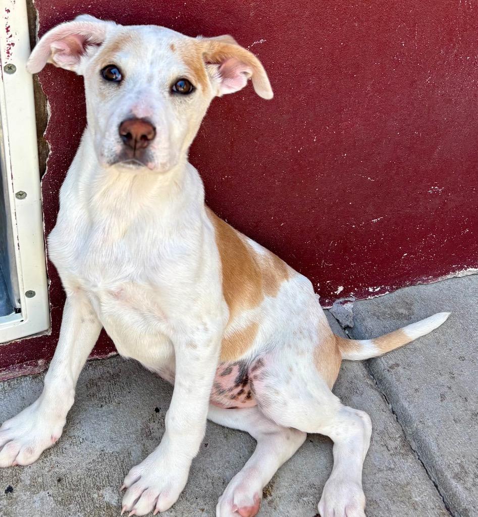 Zestial, Adoptable, Puppy Female Australian Cattle Dog / Blue Heeler & Labrador Retriever.
