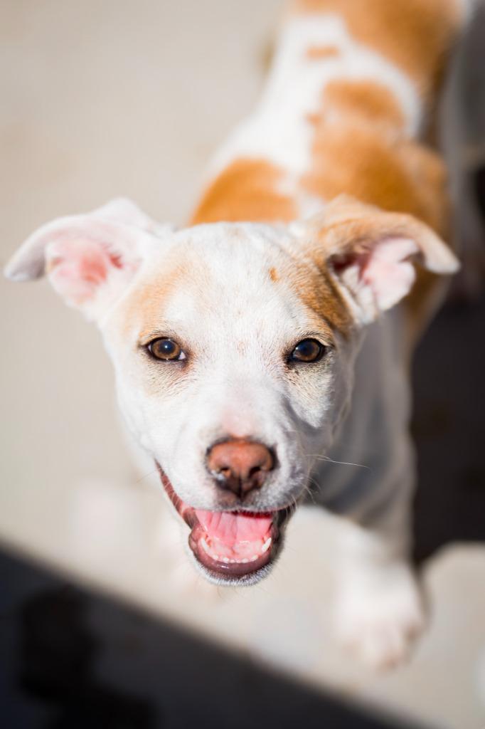 Enlarge Zestial, a Adoptable mixed breed in Fort Lupton, CO image 3/6