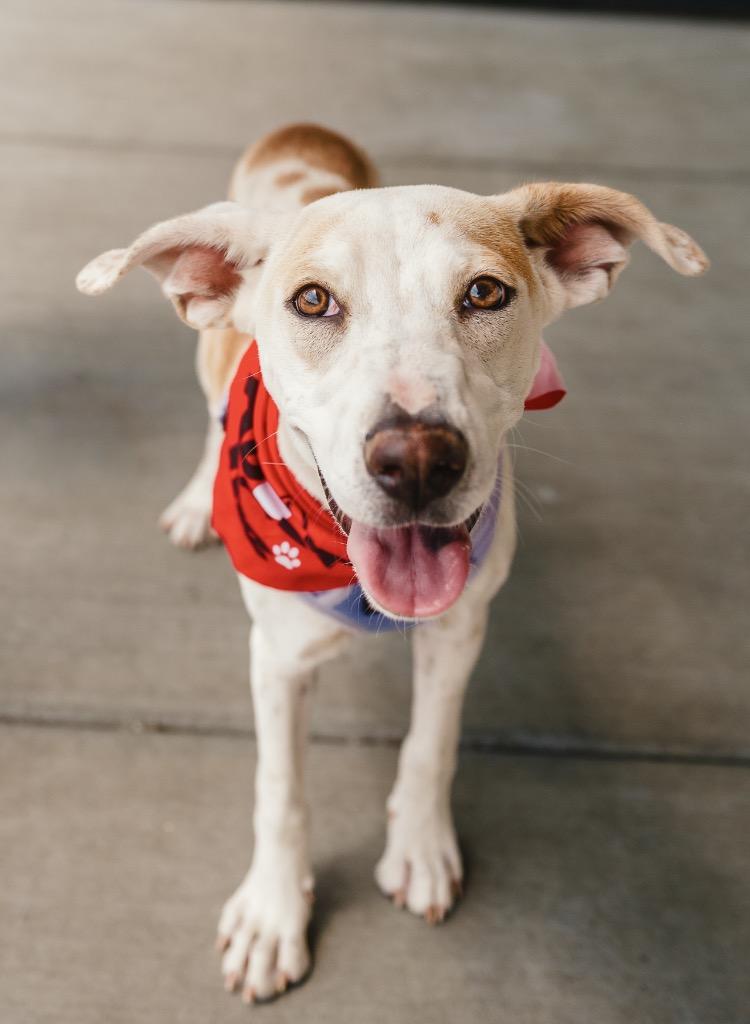 Zestial, a Adoptable mixed breed in Fort Lupton, CO image 2/4