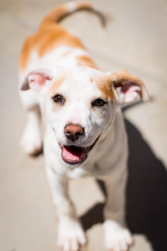 Enlarge Zestial, a Adoptable mixed breed in Fort Lupton, CO image 4/6