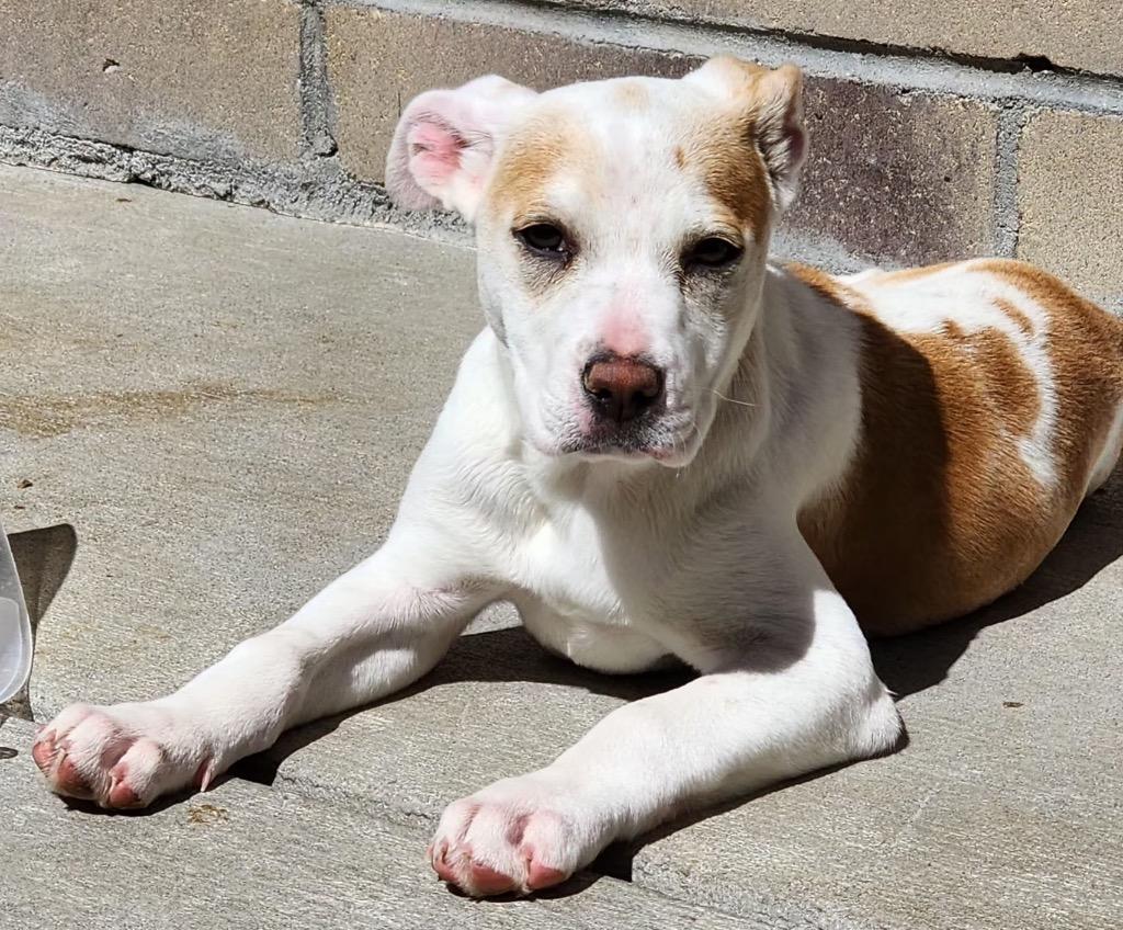 Enlarge Zestial, a Adoptable mixed breed in Fort Lupton, CO image 5/6