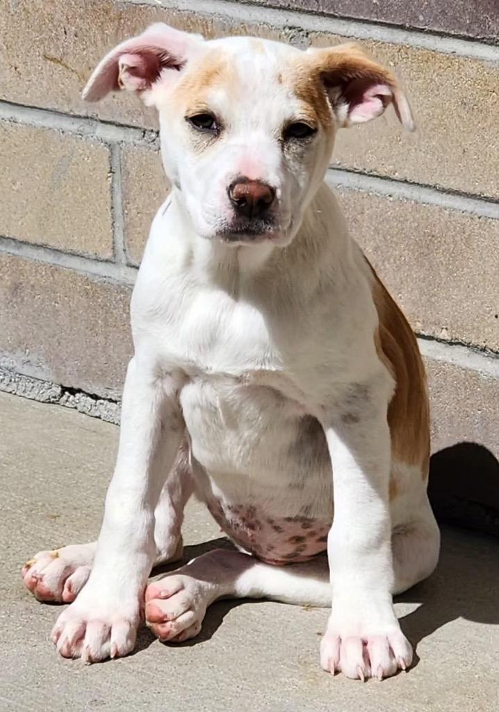 Enlarge Zestial, a Adoptable mixed breed in Fort Lupton, CO image 6/6