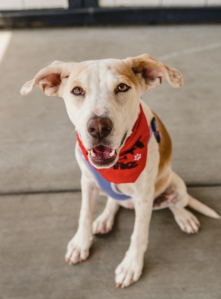 Zestial, a Adoptable mixed breed in Fort Lupton, CO image 3/4