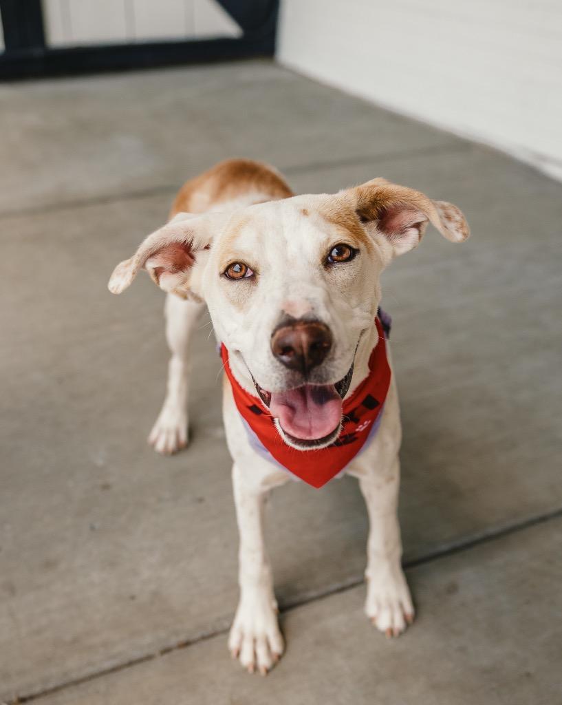 Zestial, a Adoptable mixed breed in Fort Lupton, CO image 4/4