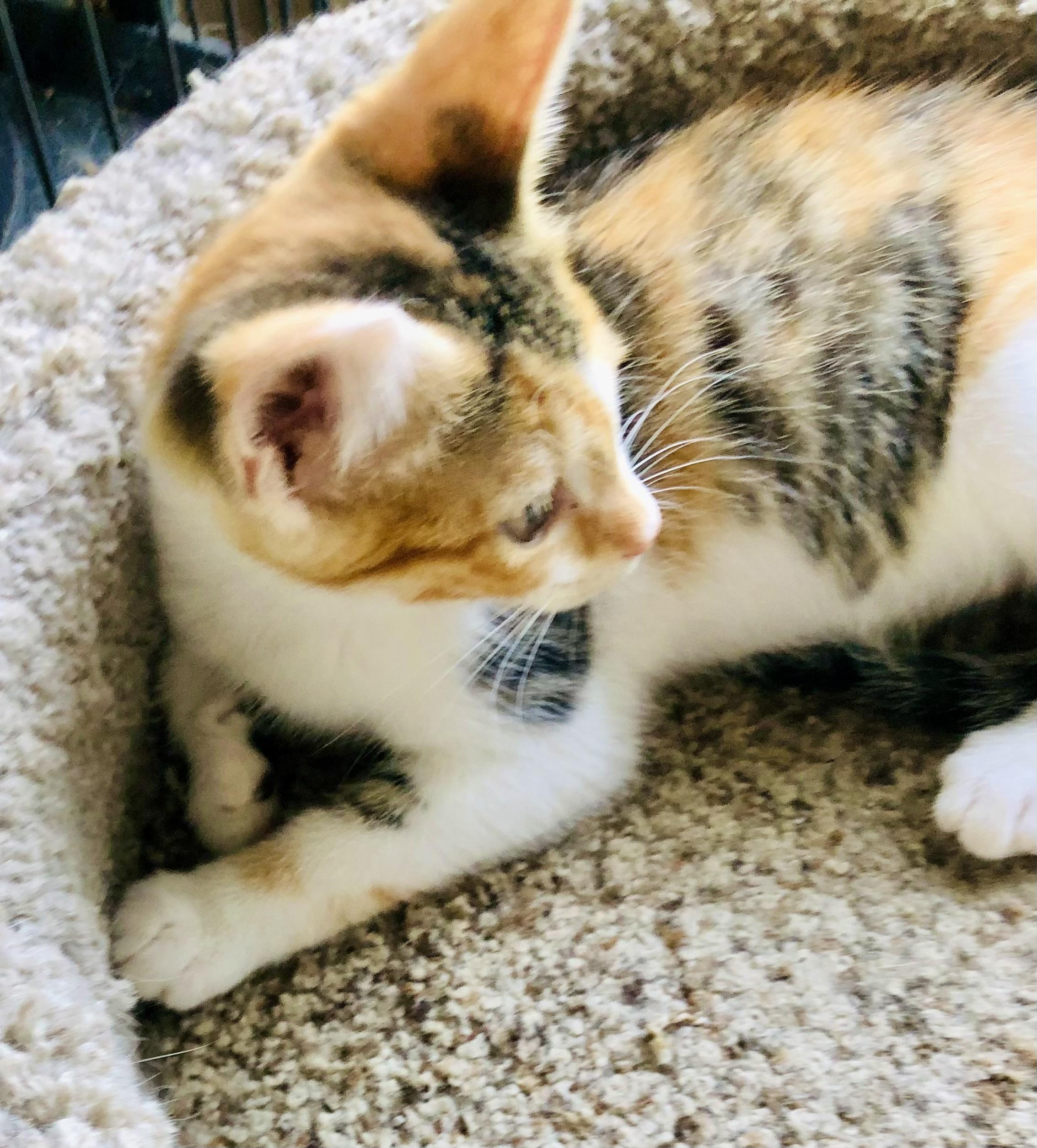 Taco