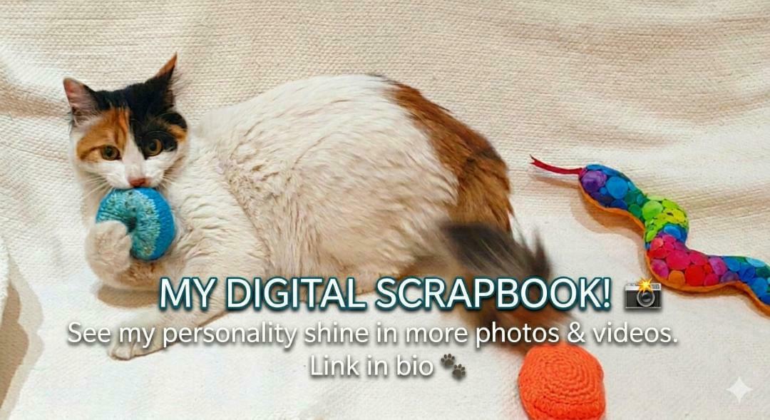 Enlarge Nourina- Full of charm and cuddles, a ADOPTABLE mixed breed in North York, ON image 3/6