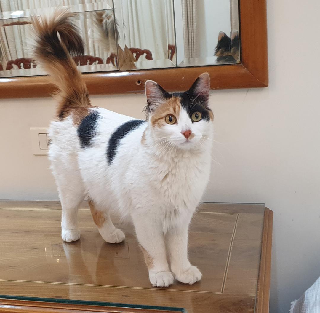 Enlarge Nourina- Full of charm and cuddles, a ADOPTABLE mixed breed in North York, ON image 4/6