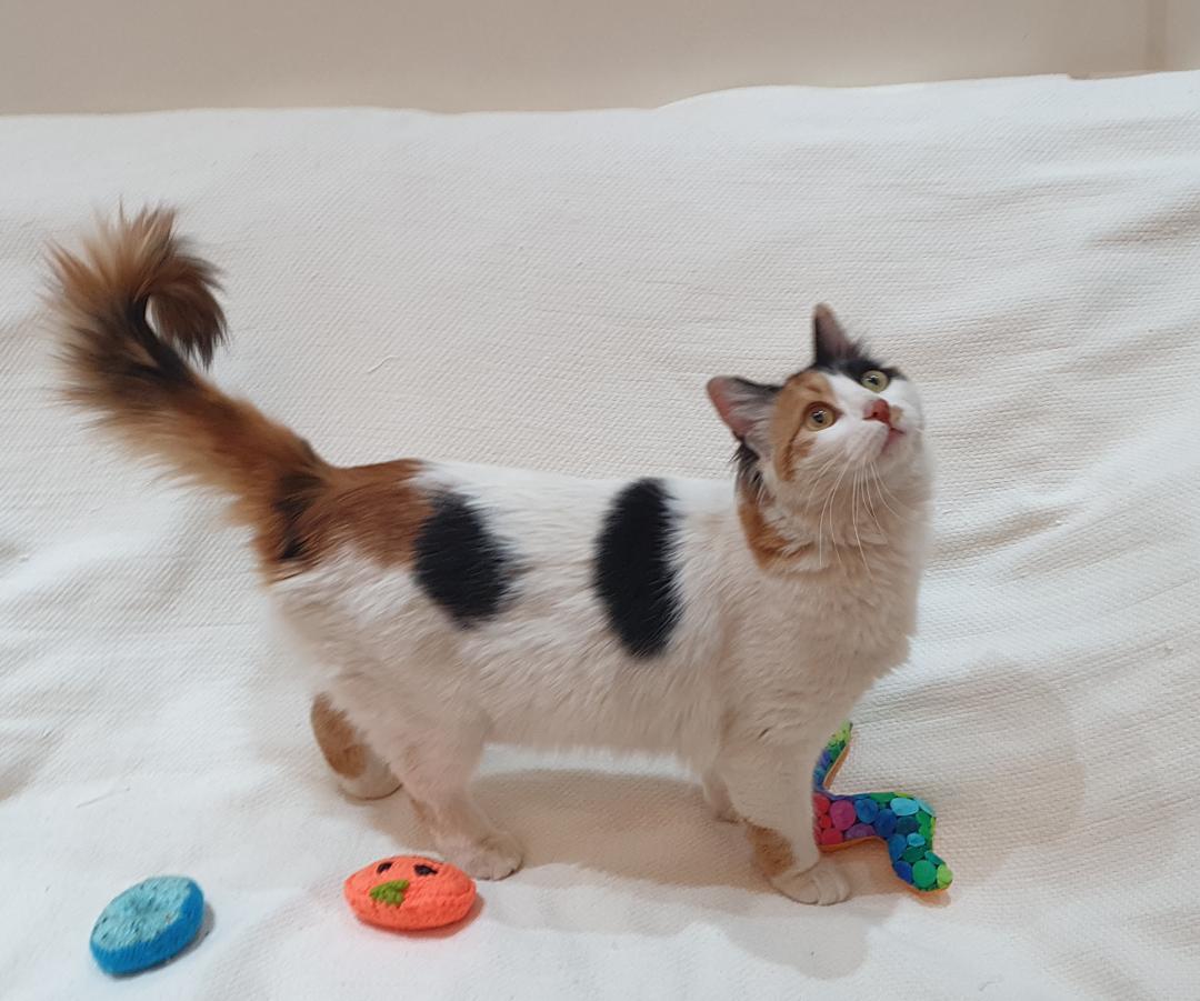 Nourina- Full of charm and cuddles, ADOPTABLE, Young Female Domestic Medium Hair.