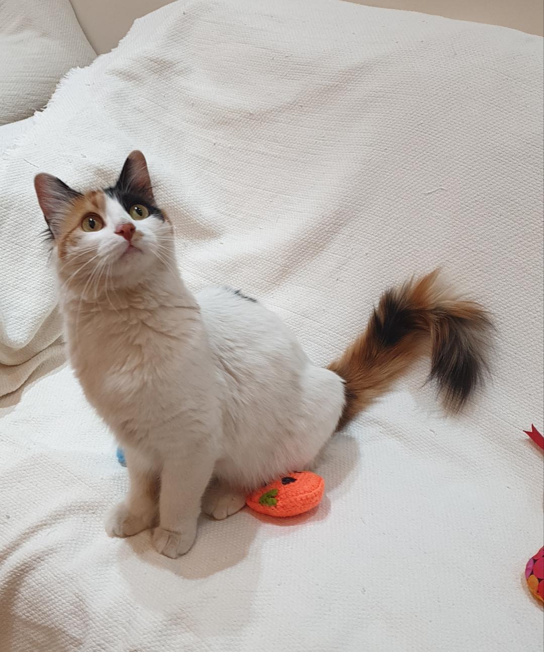 Enlarge Nourina- Full of charm and cuddles, a ADOPTABLE mixed breed in North York, ON image 2/6