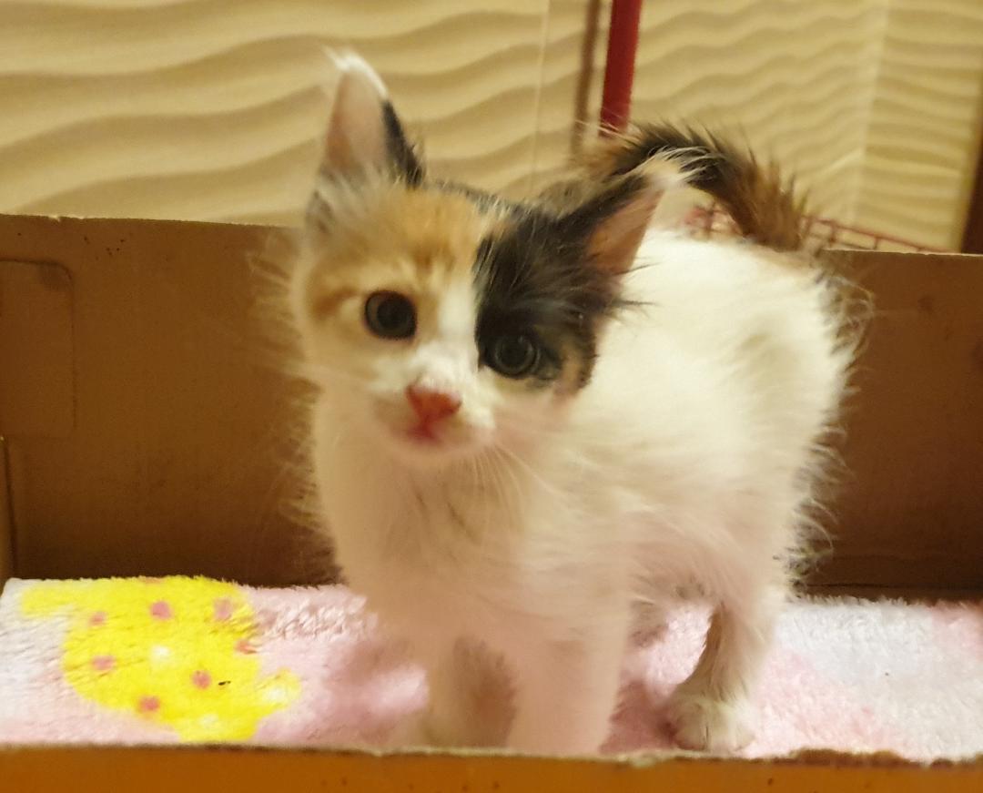 Enlarge Nourina- Full of charm and cuddles, a ADOPTABLE mixed breed in North York, ON image 5/6