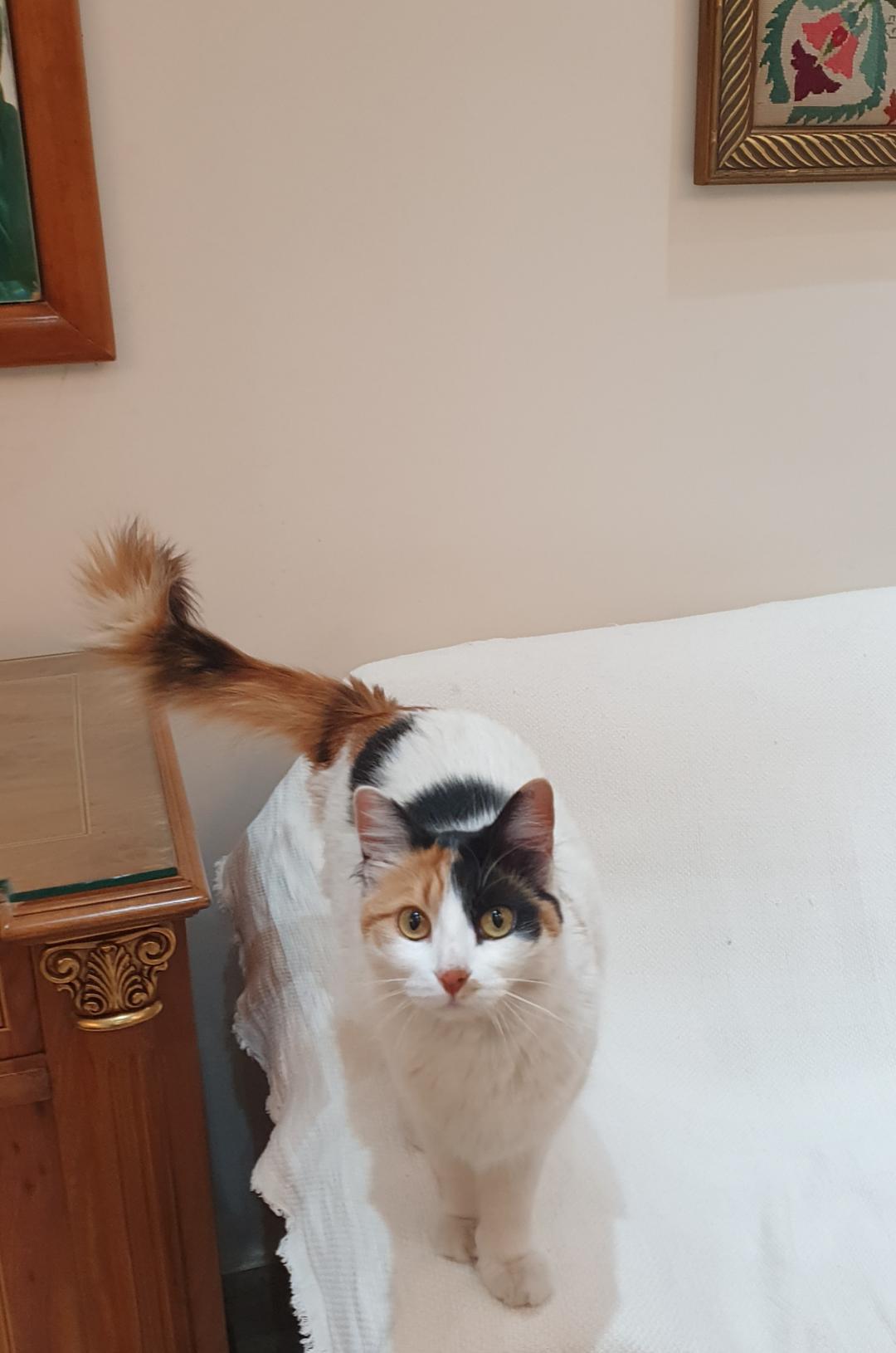 Enlarge Nourina- Full of charm and cuddles, a ADOPTABLE mixed breed in North York, ON image 6/6