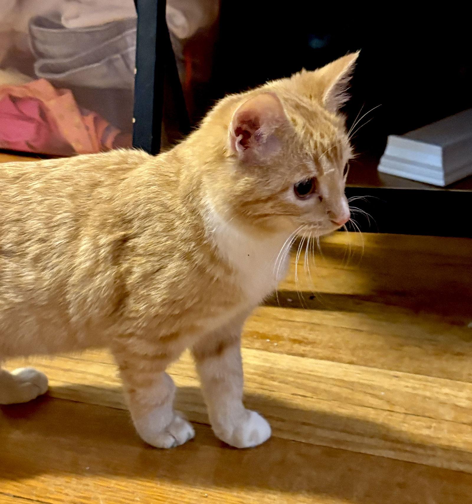 Kenny, Adoptable, Kitten Male Domestic Short Hair.