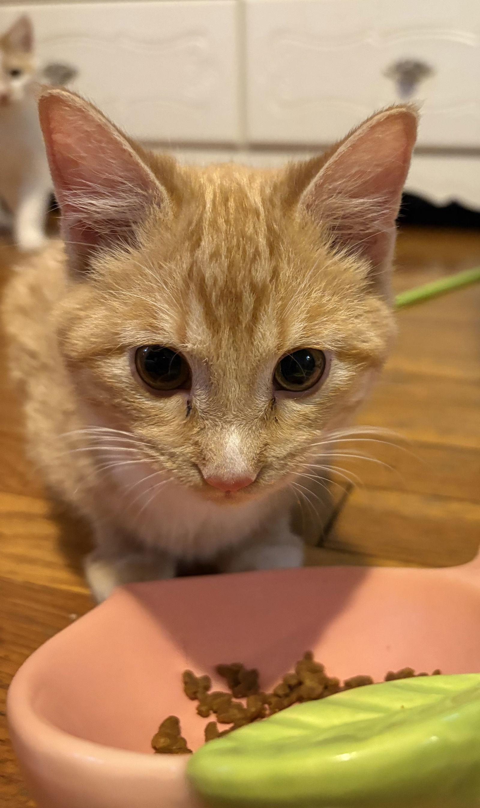 Enlarge Kenny, a Adoptable Domestic Short Hair in Cuyahoga Falls, OH image 2/3