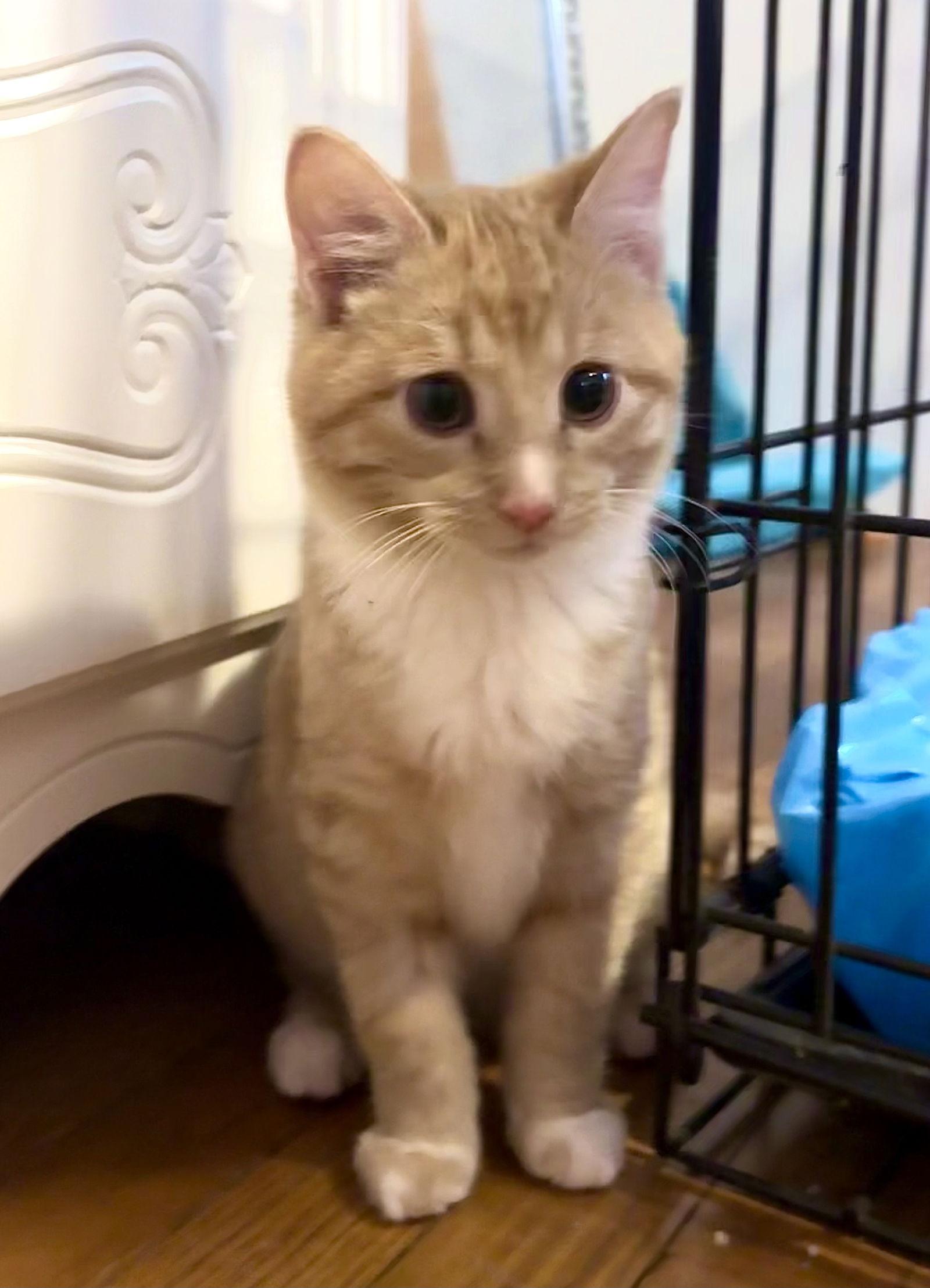 Enlarge Kenny, a Adoptable Domestic Short Hair in Cuyahoga Falls, OH image 3/3