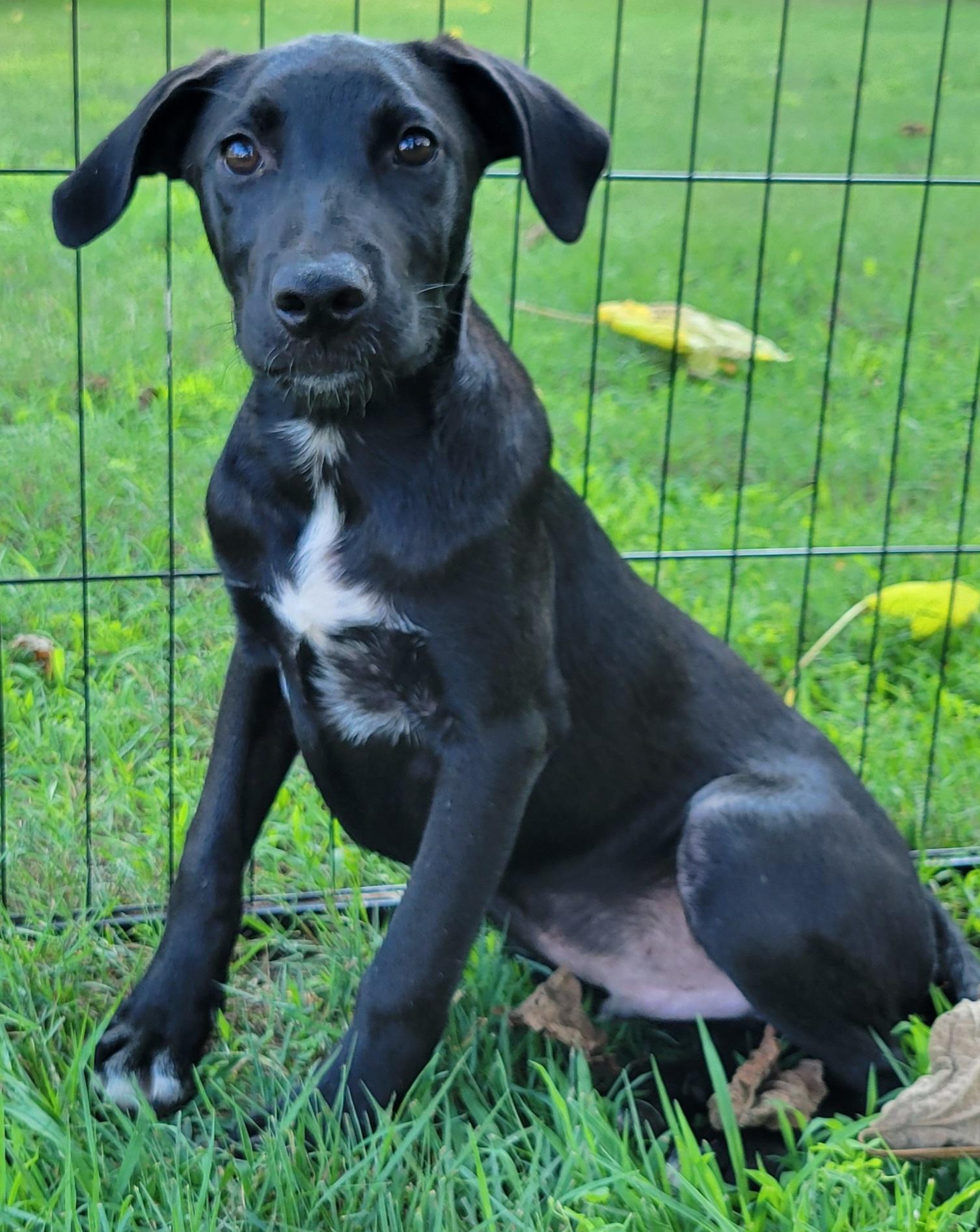 Kayden, ADOPTABLE, Puppy Male Labrador Retriever.