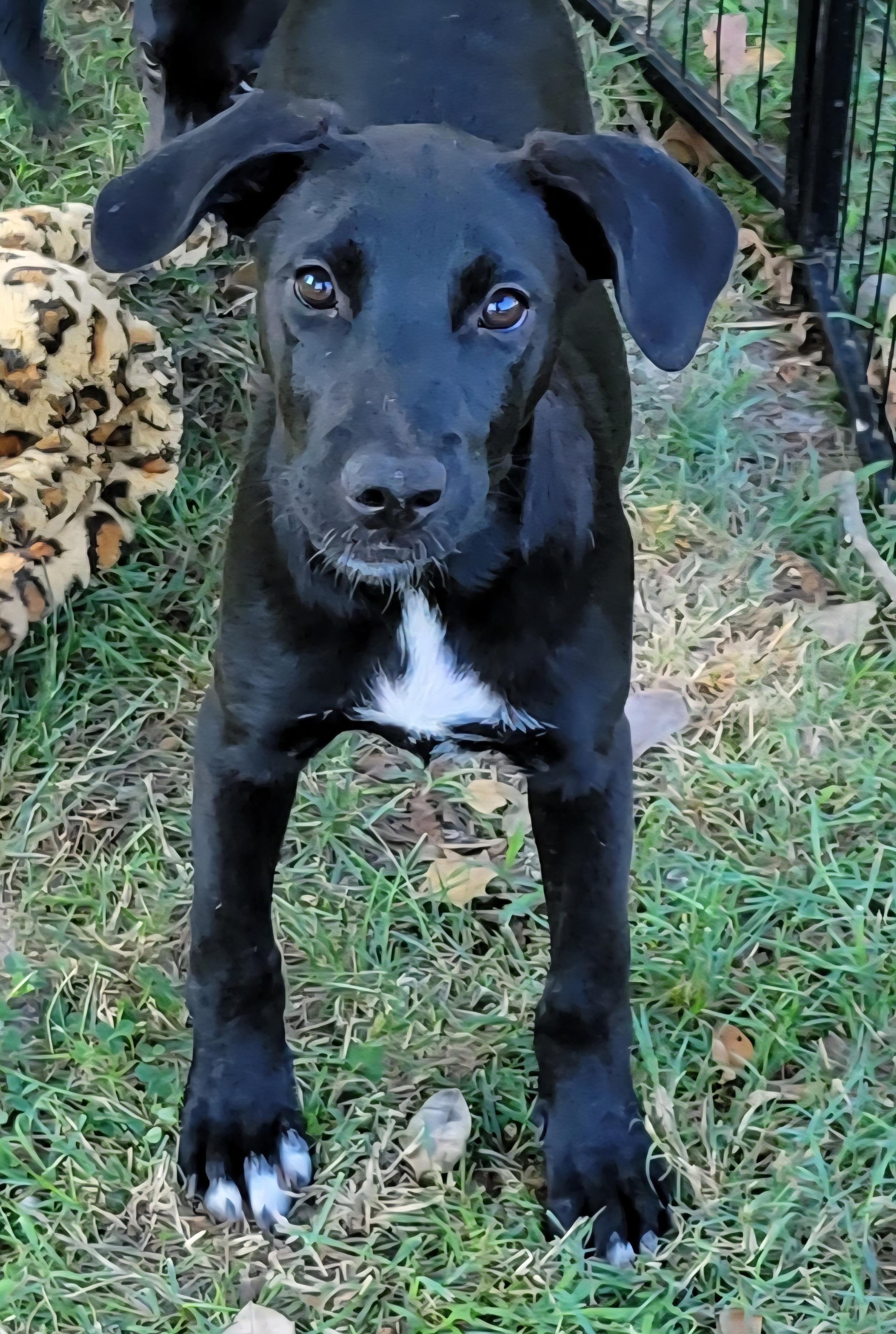 Kayden, a ADOPTABLE mixed breed in Elwood, NJ image 2/5