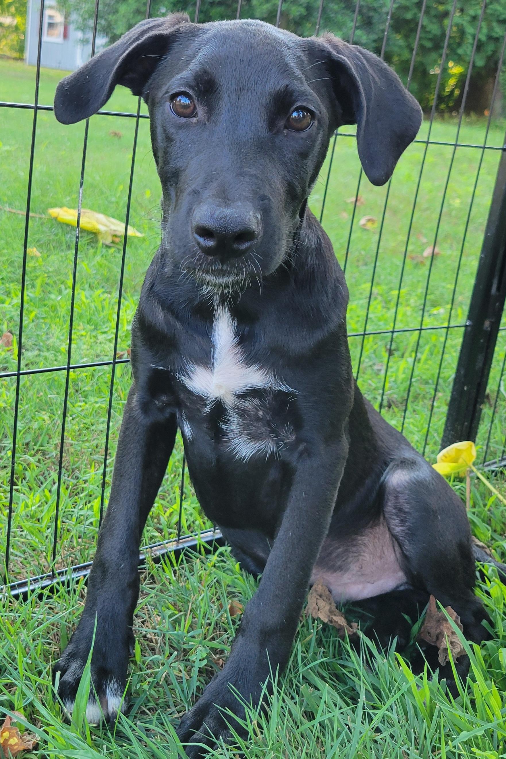 Kayden, a ADOPTABLE mixed breed in Elwood, NJ image 4/5