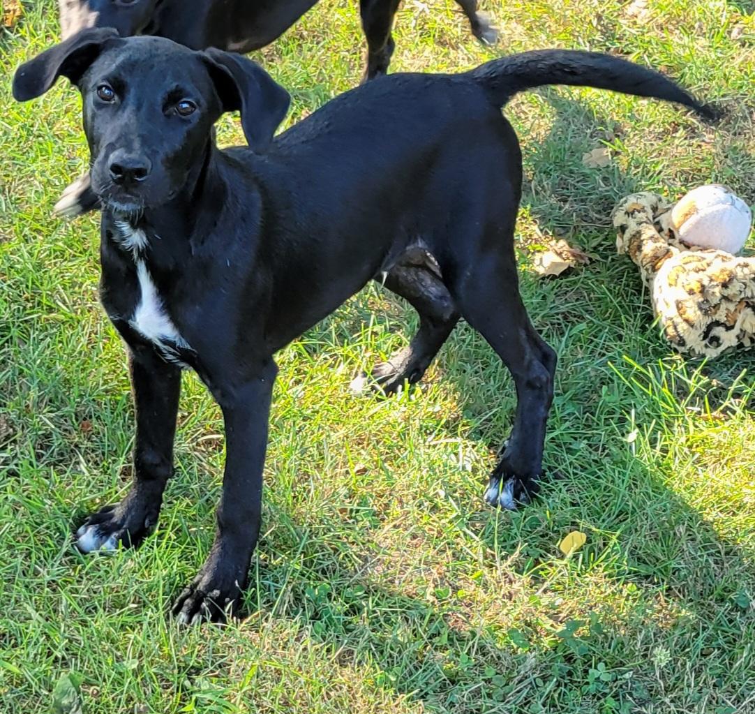 Kayden, a ADOPTABLE mixed breed in Elwood, NJ image 5/5