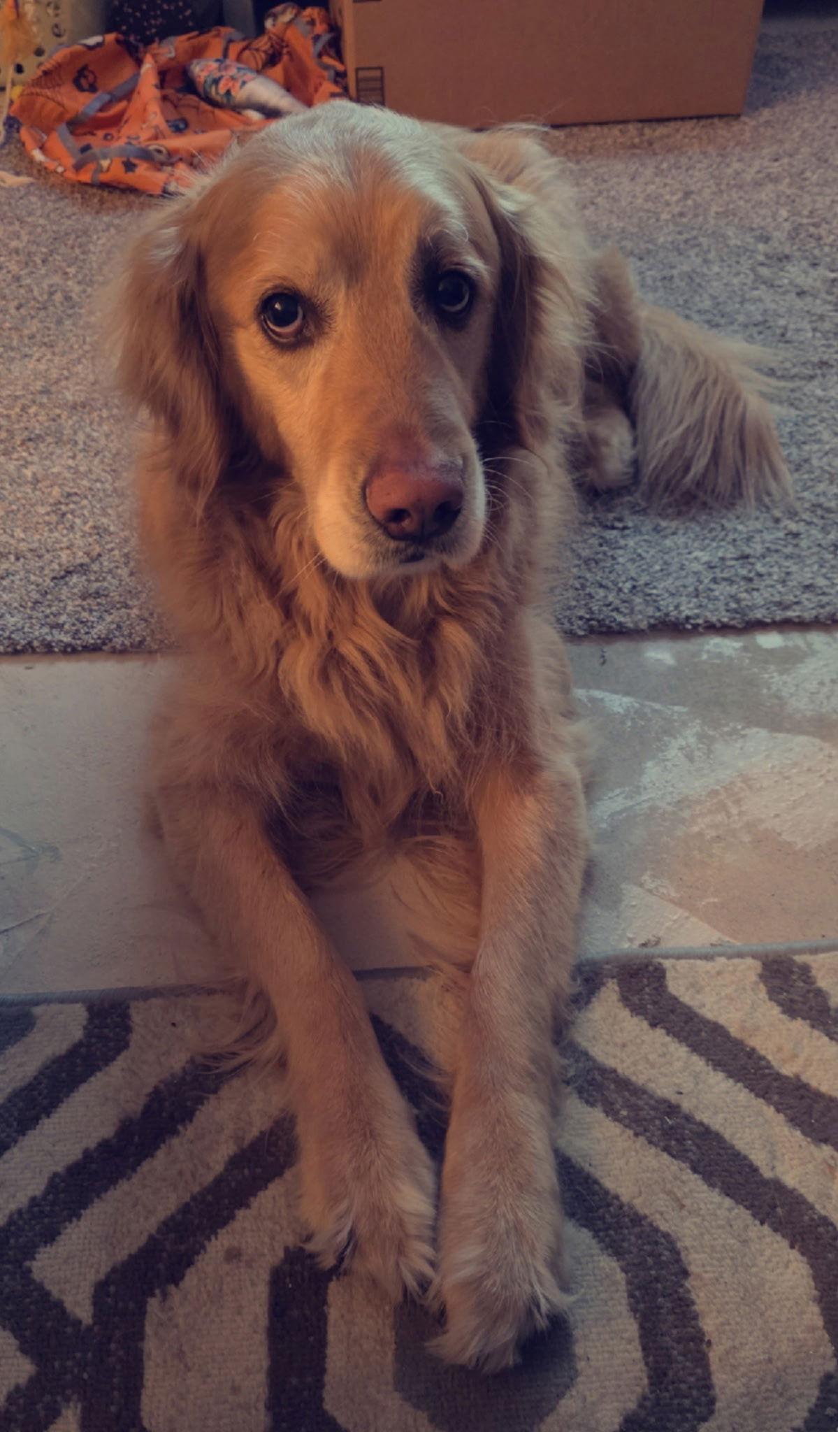 Winston Gold, a Adoptable Golden Retriever in Berwick, PA image 3/3