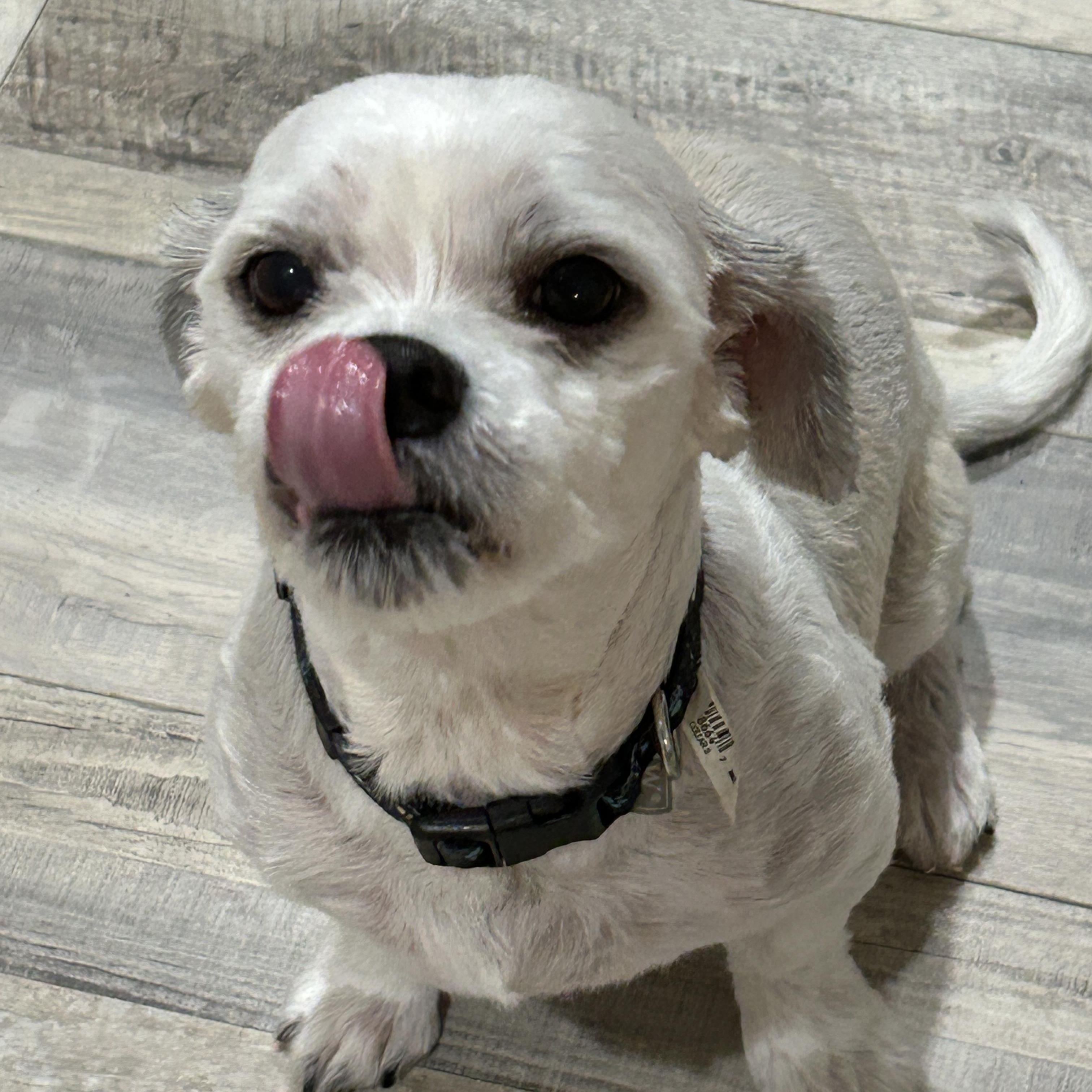 Chevy, Adoptable, Adult Male Maltese & Shih Tzu.