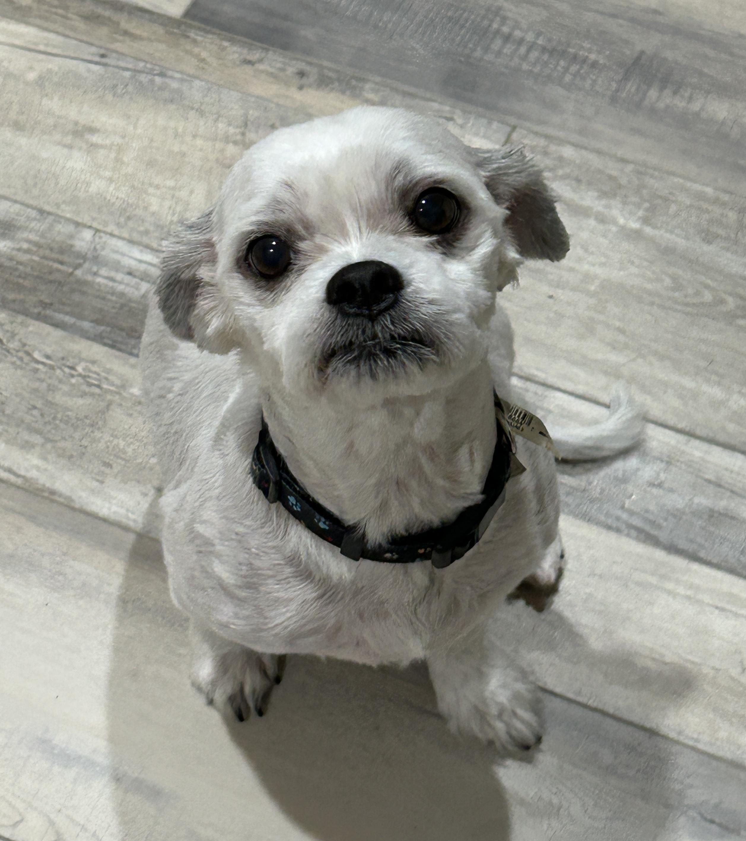 Chevy, a Adoptable mixed breed in Sarasota, FL image 2/4