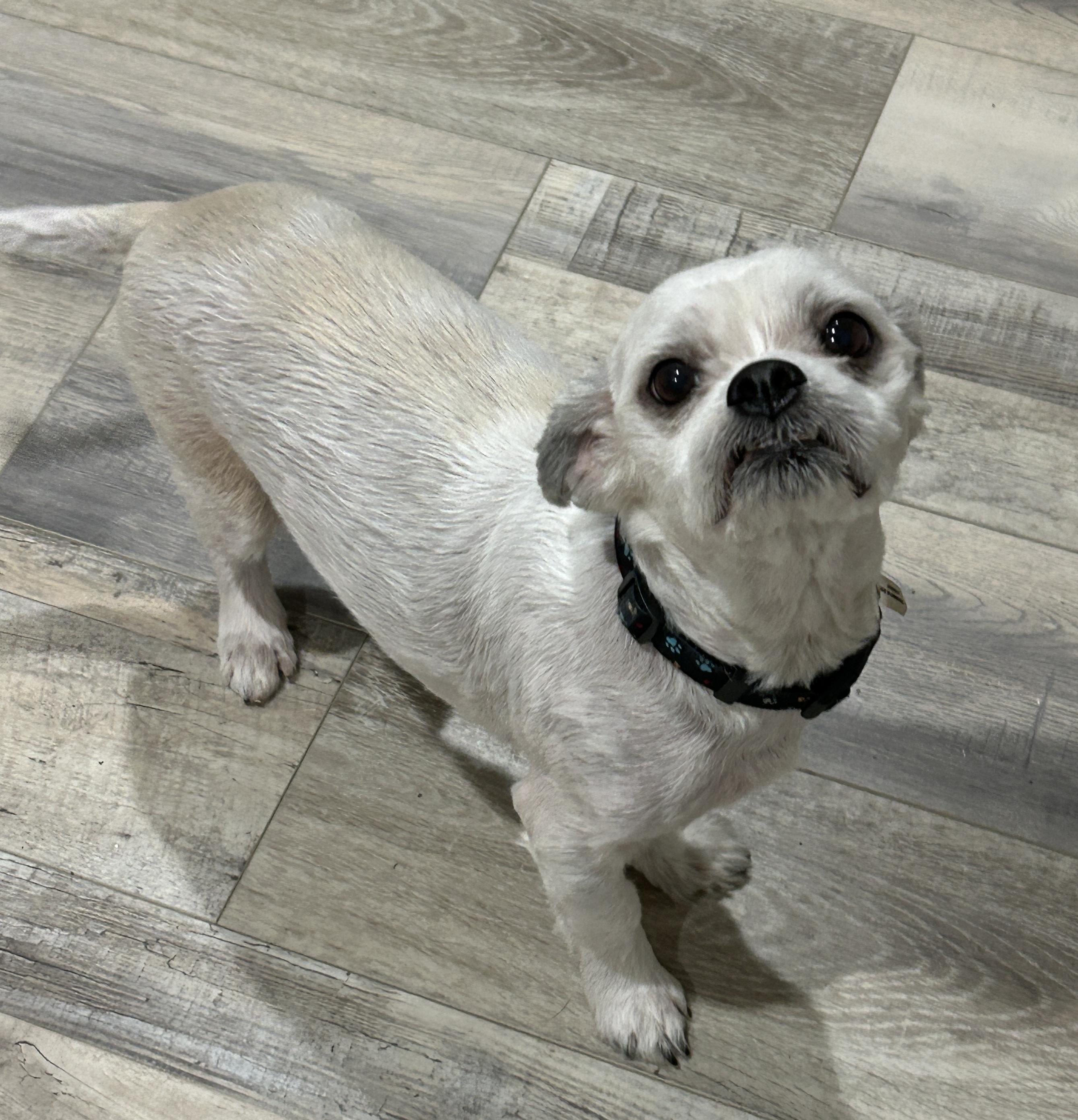 Chevy, a Adoptable mixed breed in Sarasota, FL image 3/4