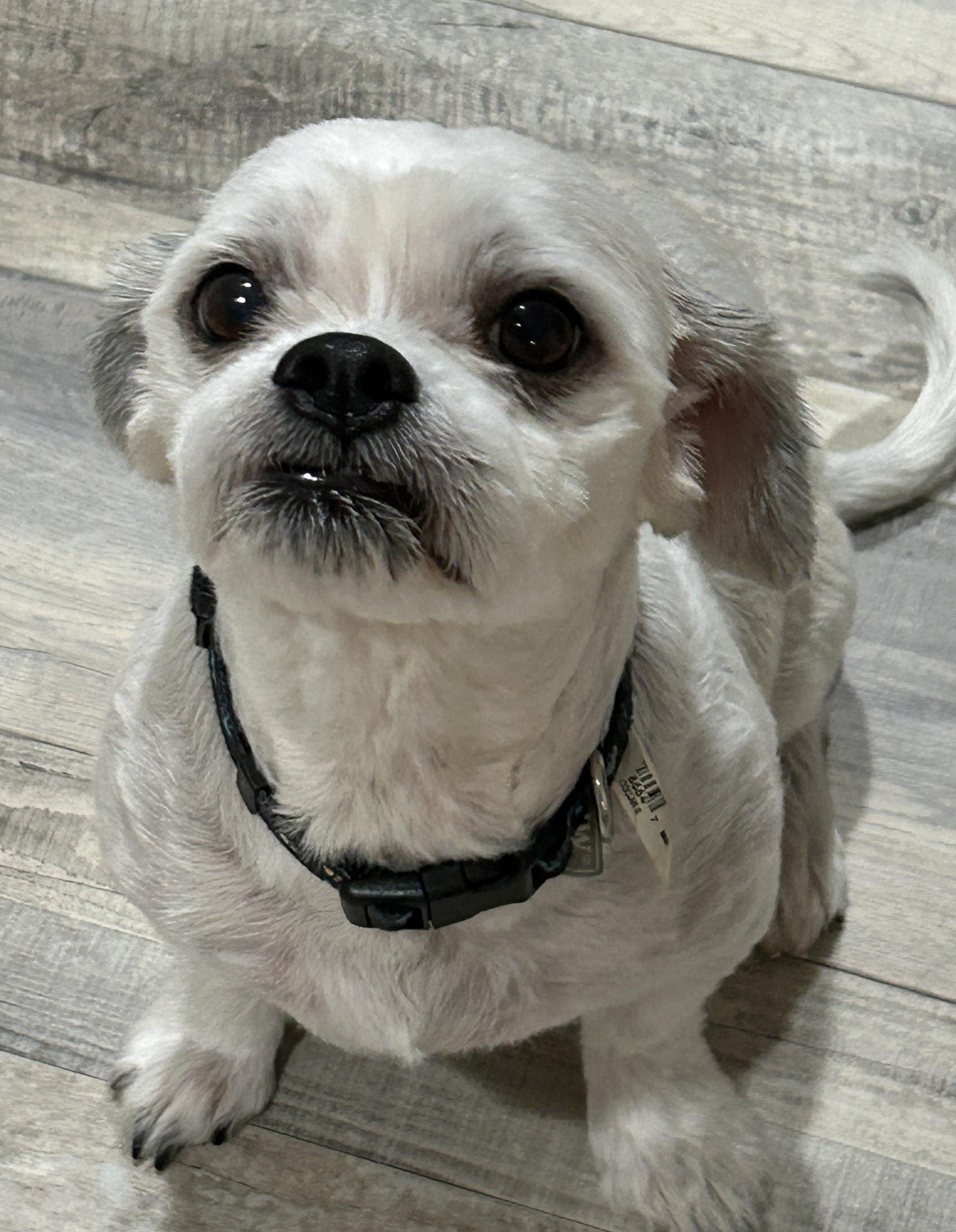 Chevy, a Adoptable mixed breed in Sarasota, FL image 4/4