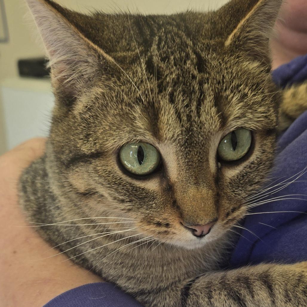 Enlarge Spice 26-017, a Adoptable Domestic Short Hair in Tawas City, MI image 1/1