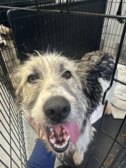 Snow Angel, adopted, Adult Female Terrier.