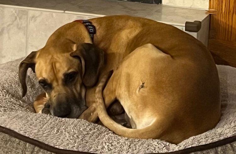 Luke, a Adoptable Great Dane in Larkspur, CO image 3/3