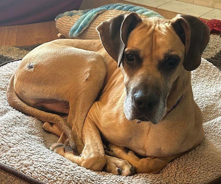 Luke, a Adoptable Great Dane in Larkspur, CO image 2/3