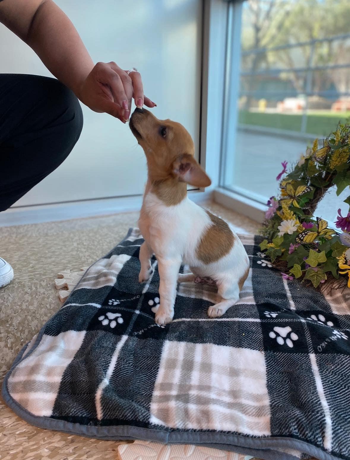 RAINN, Adopted, Puppy Male Dachshund & Terrier.