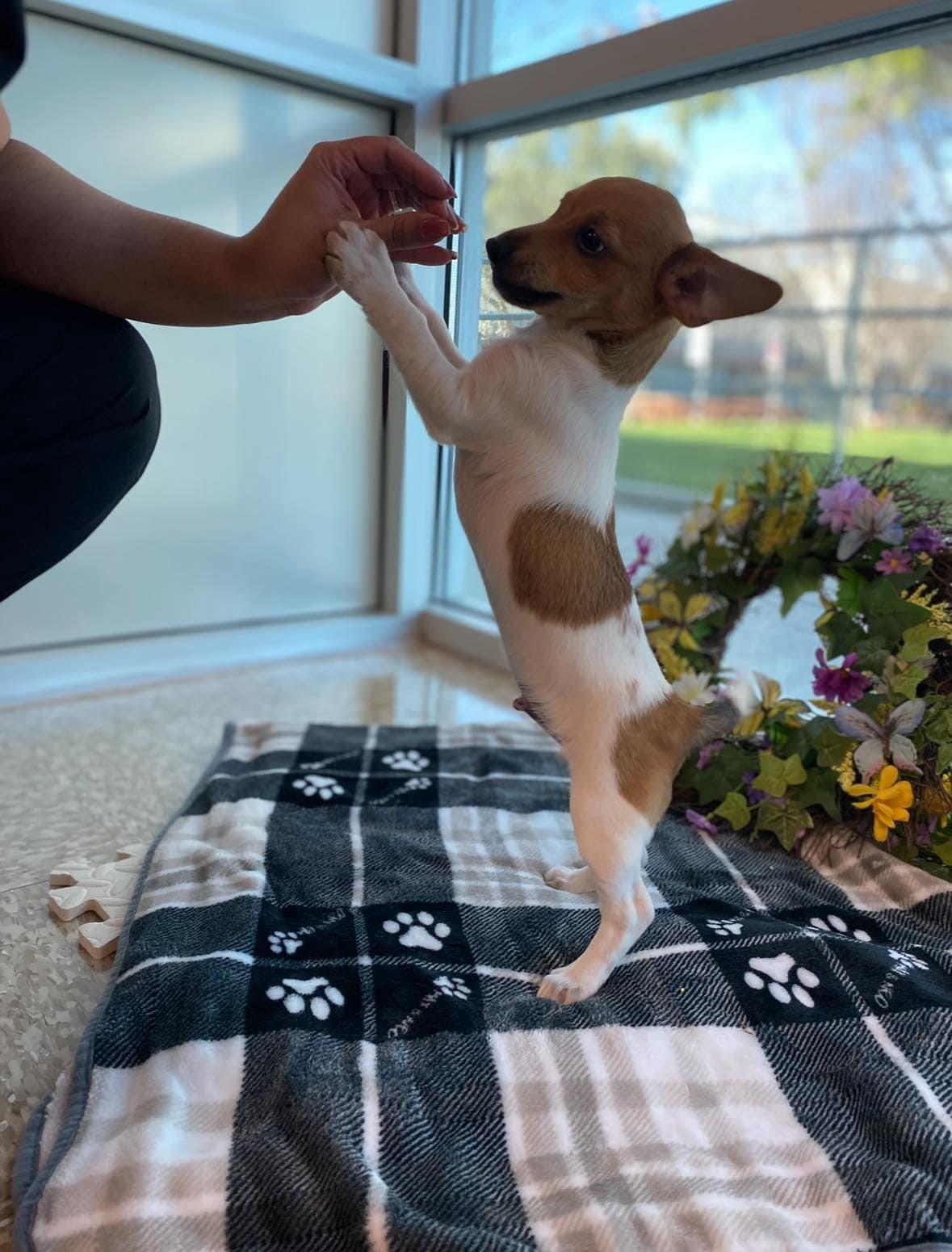 Enlarge RAINN, a Adopted mixed breed in La Verne, CA image 2/4