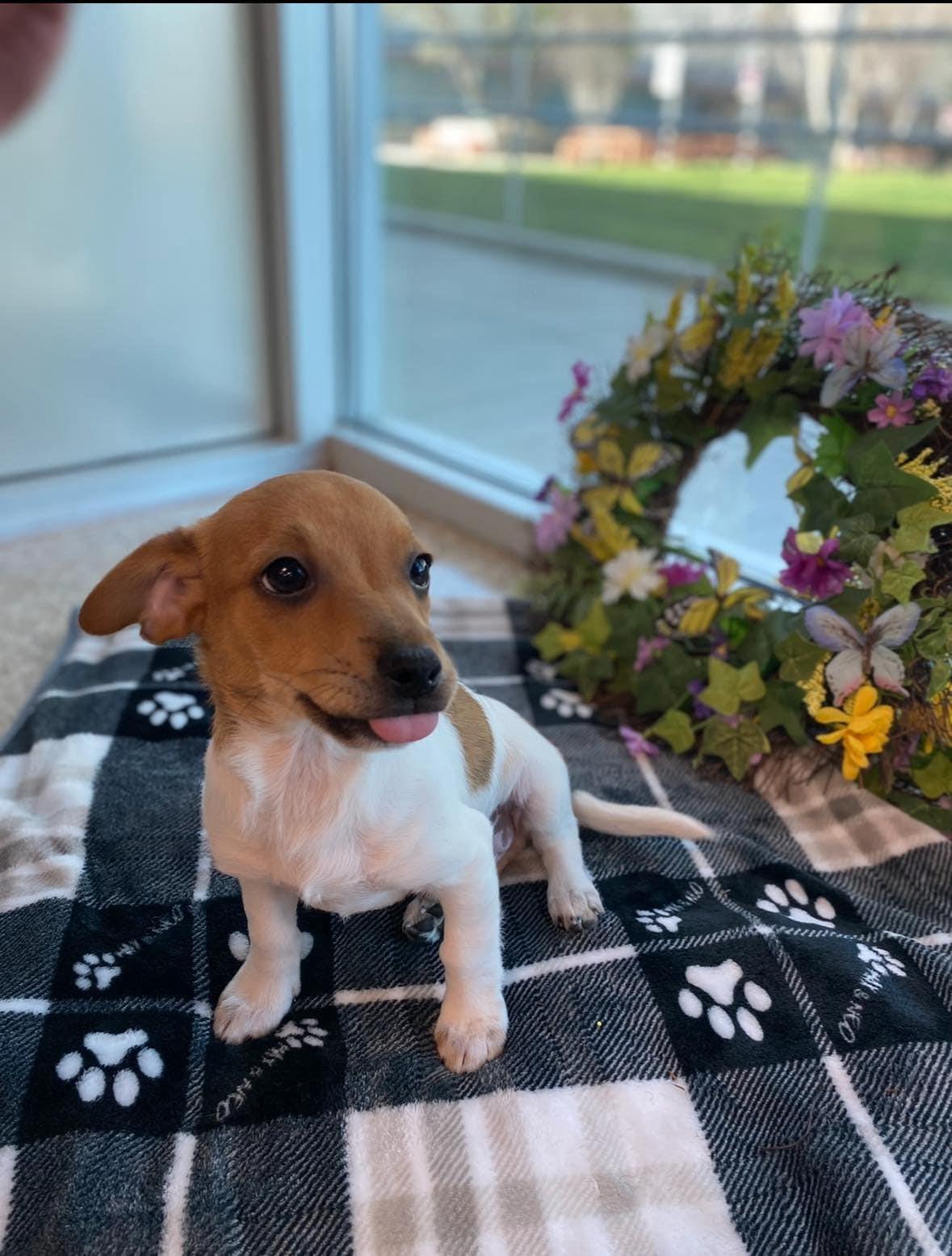 Enlarge RAINN, a Adopted mixed breed in La Verne, CA image 3/4