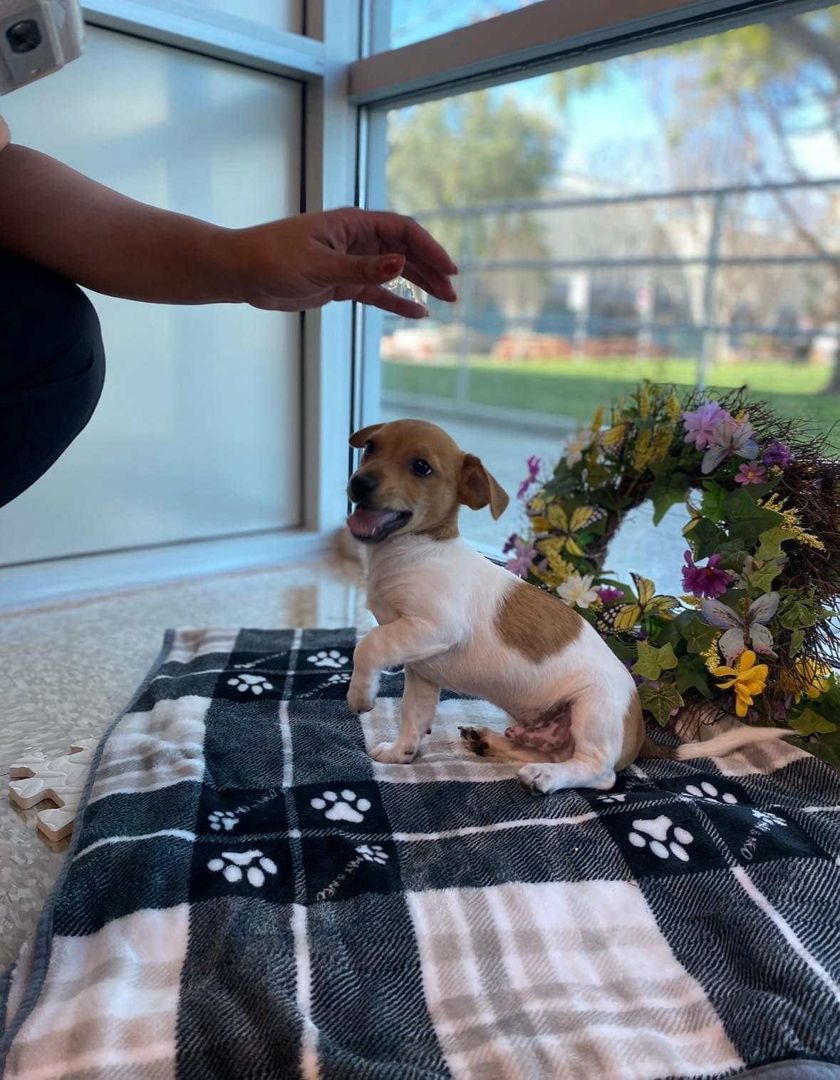 Enlarge RAINN, a Adopted mixed breed in La Verne, CA image 4/4
