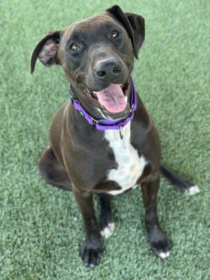 Licorice, Adoptable, Adult Female Labrador Retriever & Mixed Breed.