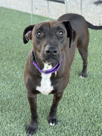 Licorice, a Adoptable mixed breed in Fresno, CA image 2/2