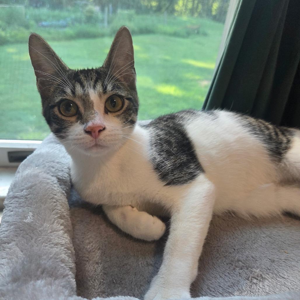 Oak, Adoptable, Young Male Domestic Short Hair.