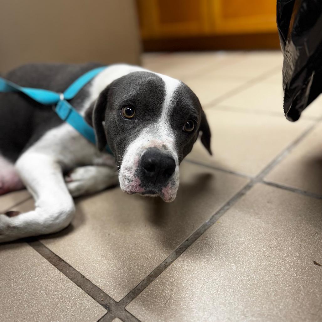 Mama, Adoptable, Adult Female Retriever.