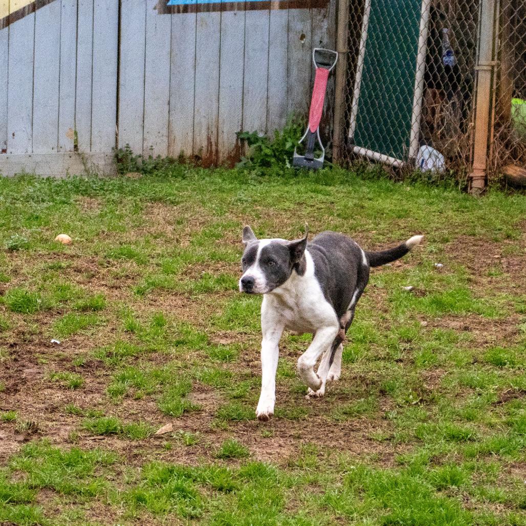 Mama, a Adoptable mixed breed in Starkville, MS image 2/6