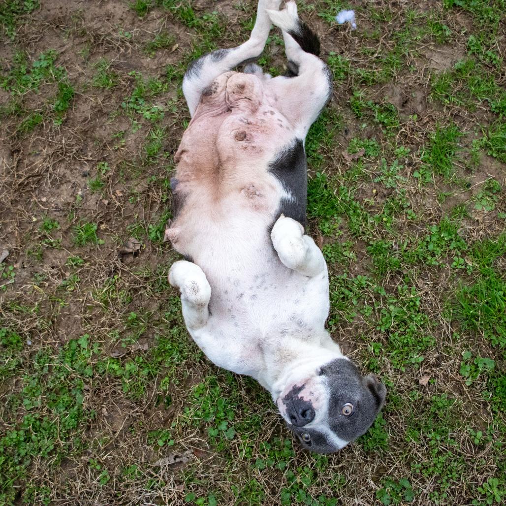 Mama, a Adoptable mixed breed in Starkville, MS image 3/6